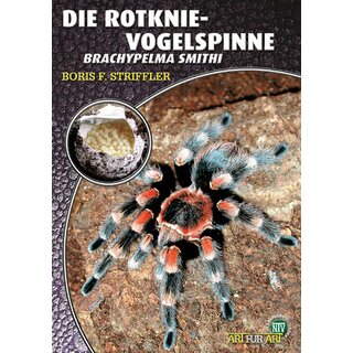 NTV Art fr Art Die Rotknie Vogelspinne (Brachypelma smithi)