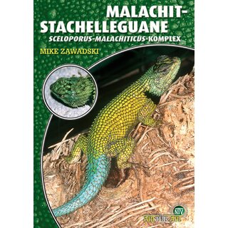 NTV Art fr Art Malachit Stachelleguane (Sceloporus malachiticus)