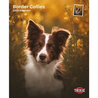 Kalender Border Collies