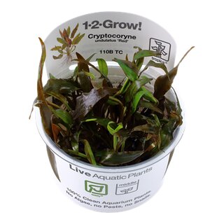 Cryptocoryne undulatus Red (1-2-Grow!)