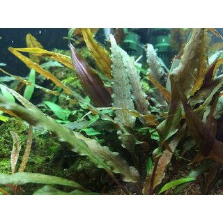 Cryptocoryne undulatus Red (1-2-Grow!)