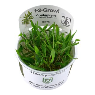 Cryptocoryne wendtii green (1-2-Grow!)