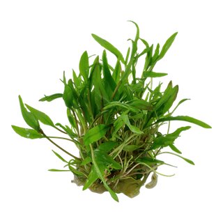 Cryptocoryne wendtii green (1-2-Grow!)