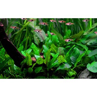 Cryptocoryne wendtii green (1-2-Grow!)