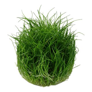 Eleocharis pusilla (1-2-Grow!)