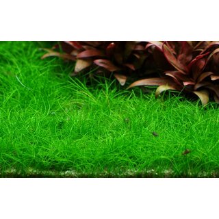 Eleocharis pusilla (1-2-Grow!)