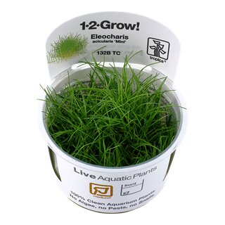 Eleocharis pusilla Mini (1-2-Grow!)