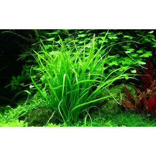 Helanthium tenellum Green (1-2-Grow!)