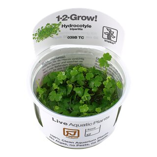 Hydrocotyle tripartita (1-2-Grow!)