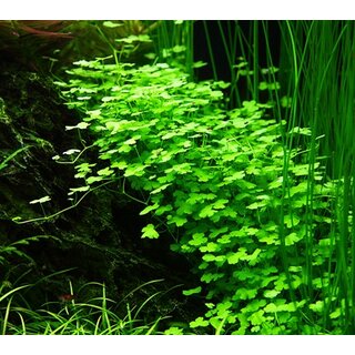 Hydrocotyle tripartita (1-2-Grow!)