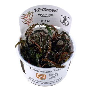 Hygrophila pinnatifida (1-2-Grow!)