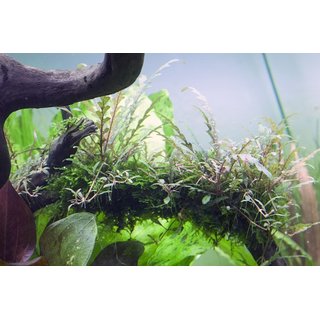 Hygrophila pinnatifida (1-2-Grow!)