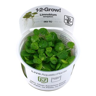 Limnobium laevigatum (1-2-Grow!)