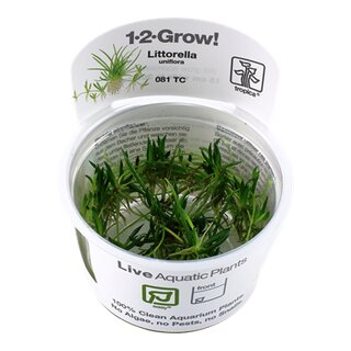 Littorella uniflora (1-2-Grow!)