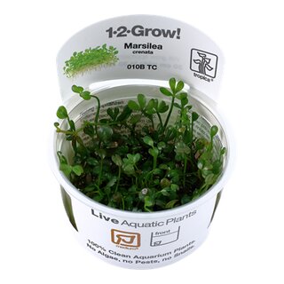 Marsilea minuta (1-2-Grow!)