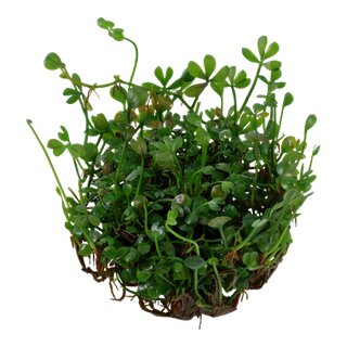 Marsilea minuta (1-2-Grow!)