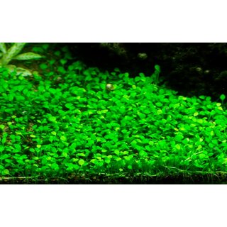 Marsilea minuta (1-2-Grow!)