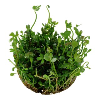 Marsilea hirsuta (1-2-Grow!)