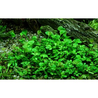 Marsilea hirsuta (1-2-Grow!)