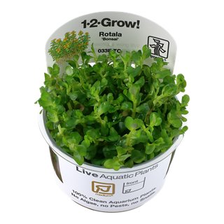 Rotala Bonsai (1-2-Grow!)