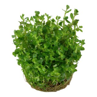 Rotala Bonsai (1-2-Grow!)