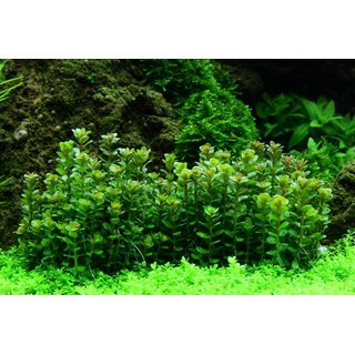 Rotala Bonsai (1-2-Grow!)