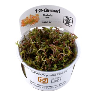 Rotala rotundifolia Hra (1-2-Grow!)