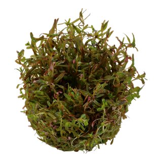 Rotala rotundifolia Hra (1-2-Grow!)