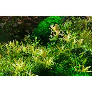 Rotala rotundifolia Hra (1-2-Grow!)