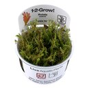 Rotala wallichii (1-2-Grow!)