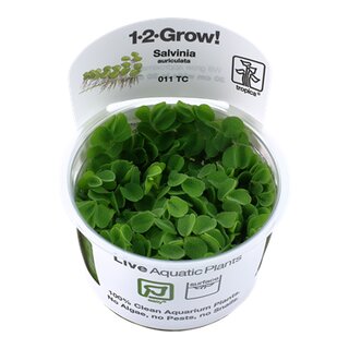Salvinia auriculata (1-2-Grow!)