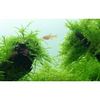 Taxiphyllum barbieri Bogor Moss (1-2-Grow!)