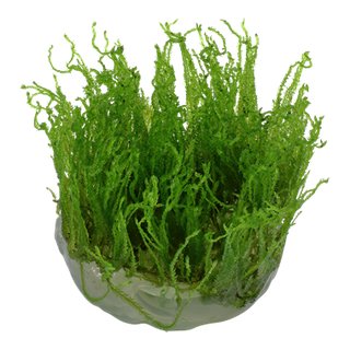 Taxiphyllum Taiwan moss (1-2-Grow!)