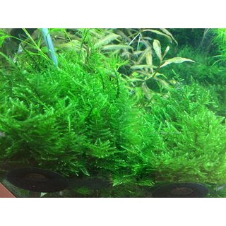 Taxiphyllum Taiwan moss (1-2-Grow!)