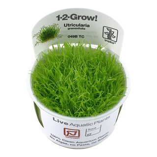 Utricularia graminifolia (1-2-Grow!)