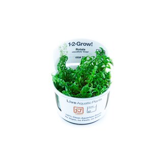 Rotala rotundifolia Green` (1-2-Grow!)