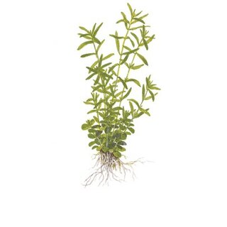 Rotala rotundifolia Green` (1-2-Grow!)