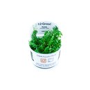 Rotala rotundifolia Green` (1-2-Grow!)