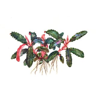 Bucephalandra Kedagang (1-2-Grow!)