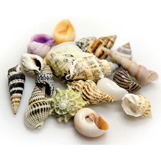 Hobby Sea Shells Set L 5 Stck