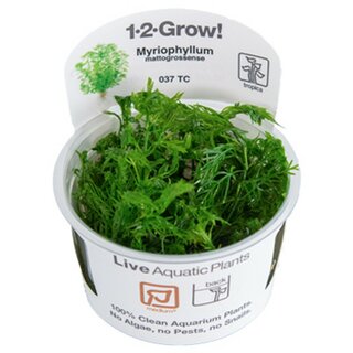 Myriophyllum mattogrossense (1-2-Grow!)