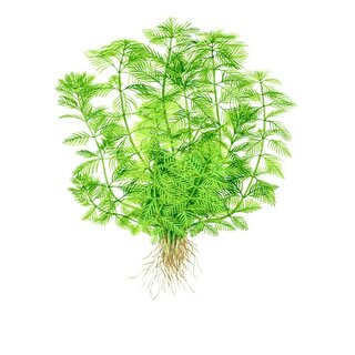 Myriophyllum mattogrossense (1-2-Grow!)