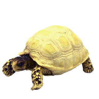 Hobby Turtle 3 (10x6x5cm)