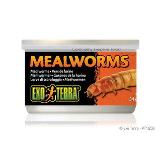 Exo Terra Mealworms, Mehlwürmer, 34g
