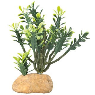 Hobby Euphorbia M (15x7x17cm)