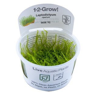 Leptodictyum riparium (1-2-Grow!)