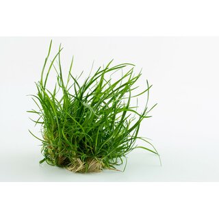 Eriocaulon Vietnam (1-2-Grow!)