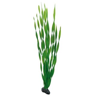 Hobby Vallisneria, 60cm