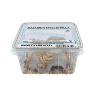 REPTO Food Wachsmottenlarven, Galleria mellonella, 35 Stck (500ml Dose)