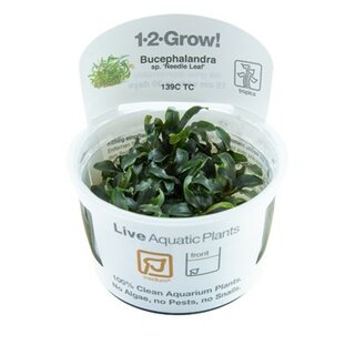 Bucephalandra Needle Leaf (1-2-Grow!)